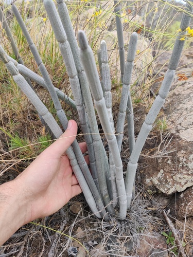 Ceropegia fusca