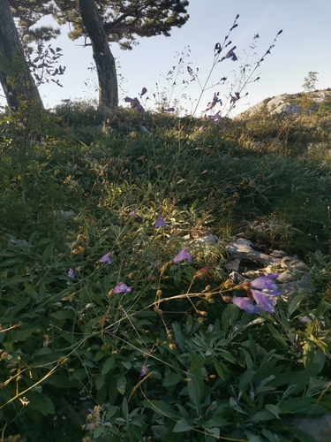 Image of Salvia brachyodon by (c) Ljaž, some rights reserved (CC BY)
