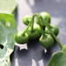 Solanum nigrescens - Photo (c) kevomc,  זכויות יוצרים חלקיות (CC BY-NC), הועלה על ידי kevomc