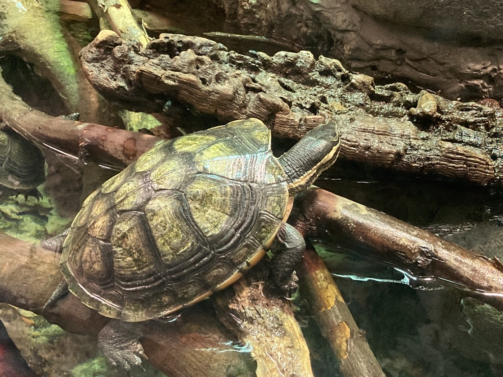 Vietnamese Pond Turtle