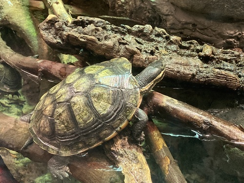 Annam Leaf Turtle, Mauremys annamensis