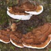Ganoderma lobatum - Photo (c) skitterbug, alguns direitos reservados (CC BY), uploaded by skitterbug
