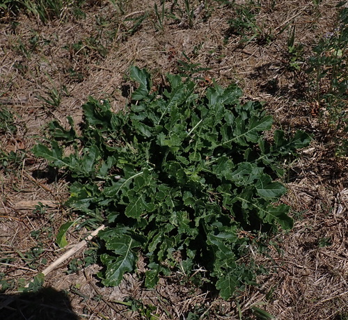Image of Rapistrum perenne by (c) carnifex, some rights reserved (CC BY)