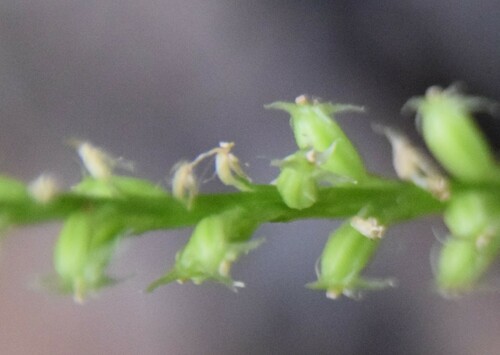 Image of Malaxis brachypoda by no rights reserved