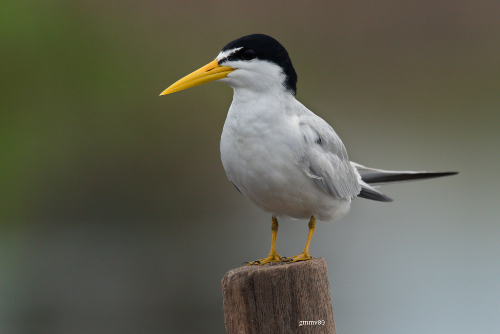 Yellow-Billed Tern