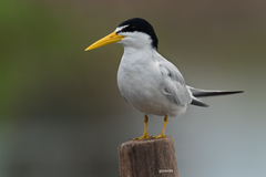 Yellow-Billed Tern photo 1