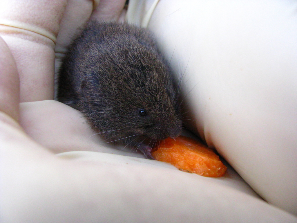 Liechtenstein’s Pine Vole