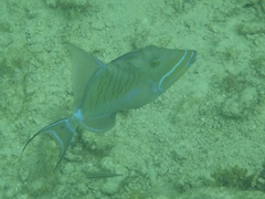 Balistes vetula