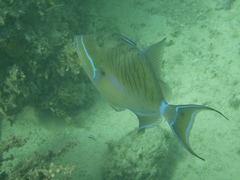 Balistes vetula