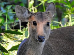 Axis porcinus