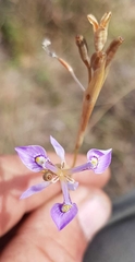 Moraea elliotii