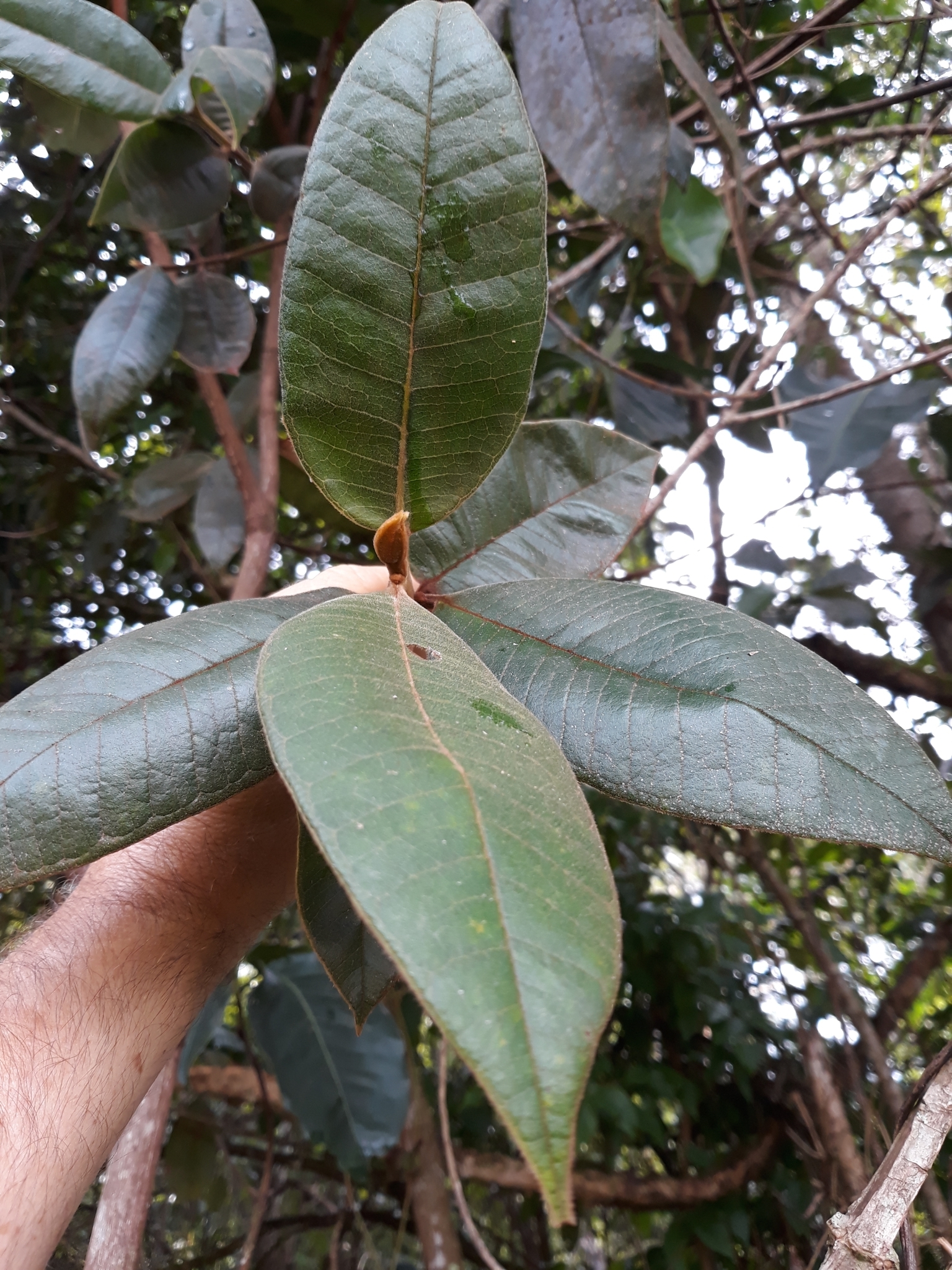 Myrcia fenzliana