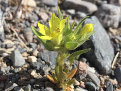 Mohavea breviflora