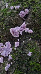 Hypochnella violacea