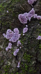 Hypochnella violacea