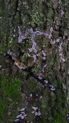 Hypochnella violacea