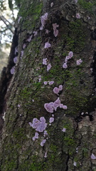 Hypochnella violacea