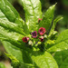 Cynoglossum germanicum - Photo (c) Thomas Wood, alguns direitos reservados (CC BY-NC)