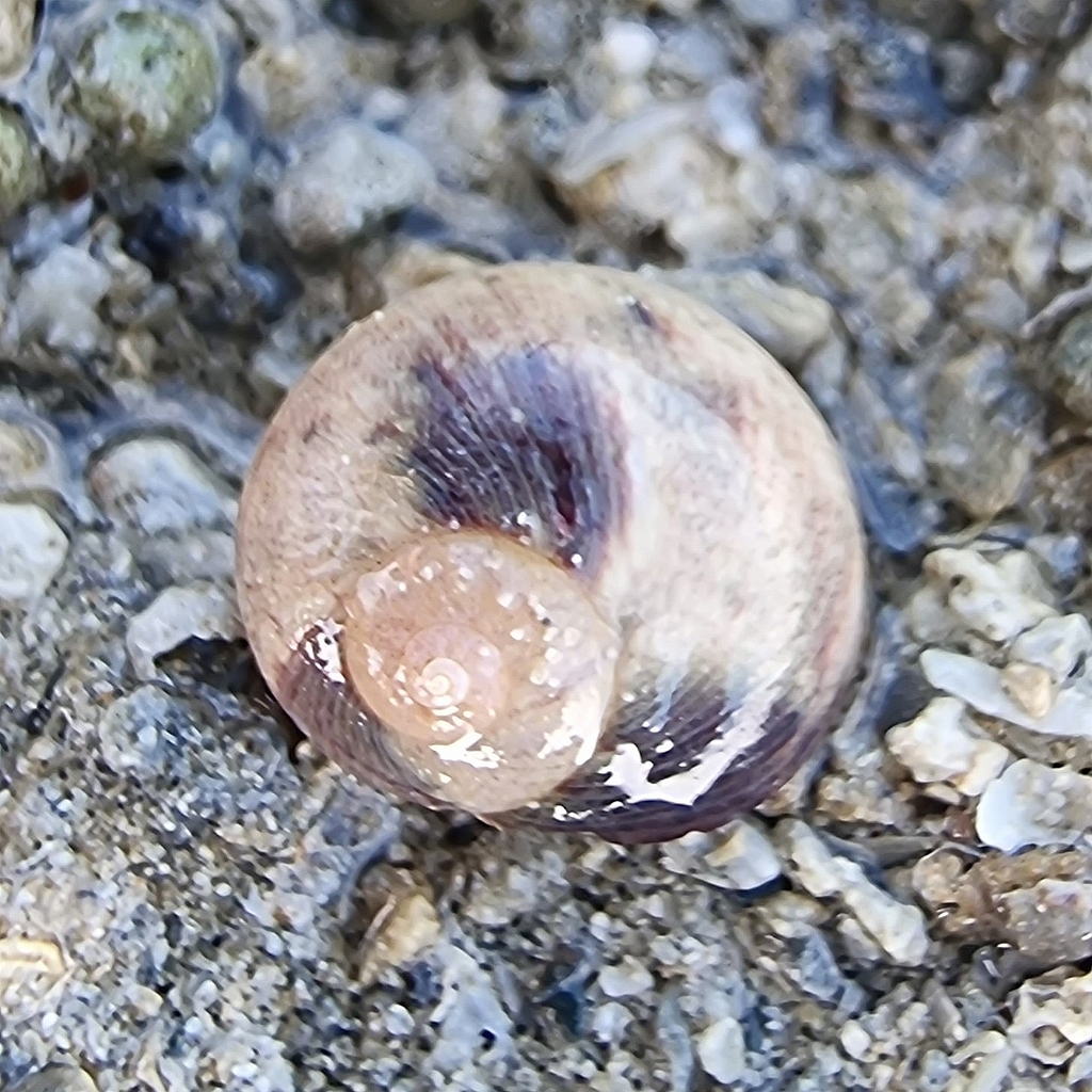 Moon Snails From Singapore On July 8, 2023 At 10:14 Am By Gawain 