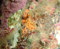 Metandrocarpa taylori