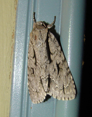 Acronicta lobeliae