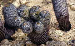 Copiapoa cinerea