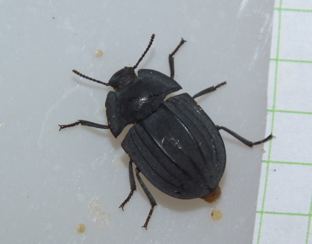 Boreosaragus