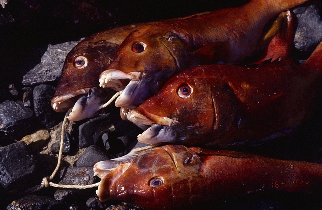 hogfishes
