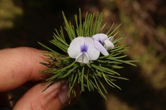 Psoralea kougaensis