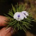 Psoralea kougaensis - Photo (c) Brian du Preez,  זכויות יוצרים חלקיות (CC BY-SA), הועלה על ידי Brian du Preez