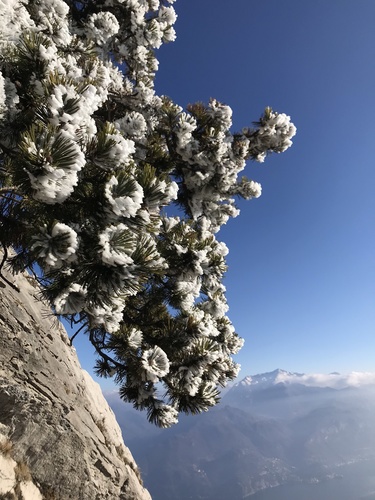 Mountain pine (Pinus mugo)