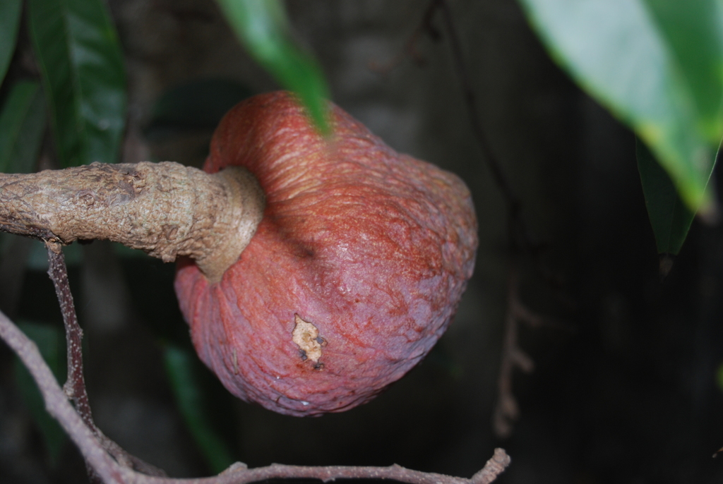 תמונת ייחוס של מין־האב annona atemoya; טרם אומתה תמונה ייחודית לזן אנונה אדומה (אטמויה)