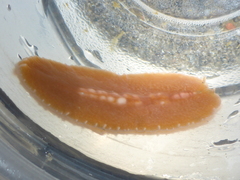 Eurylepta aurantiaca