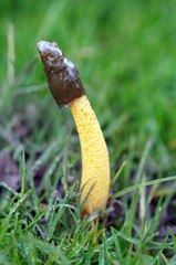 Phallus aurantiacus