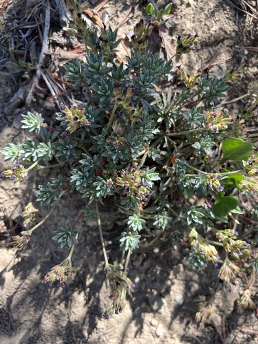 Androsace nivalis