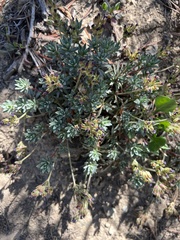 Androsace nivalis