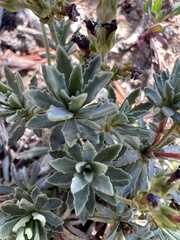 Androsace nivalis, photograph James H. Thomas, CC BY, iNaturalist via GBIF