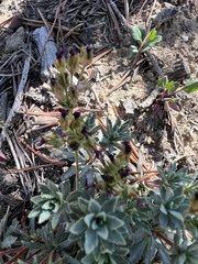 Androsace nivalis, photograph James H. Thomas, CC BY, iNaturalist via GBIF
