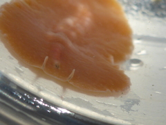 Eurylepta aurantiaca