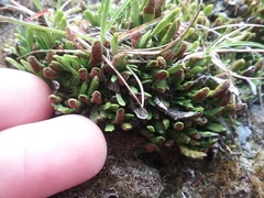 Grammitis poeppigiana