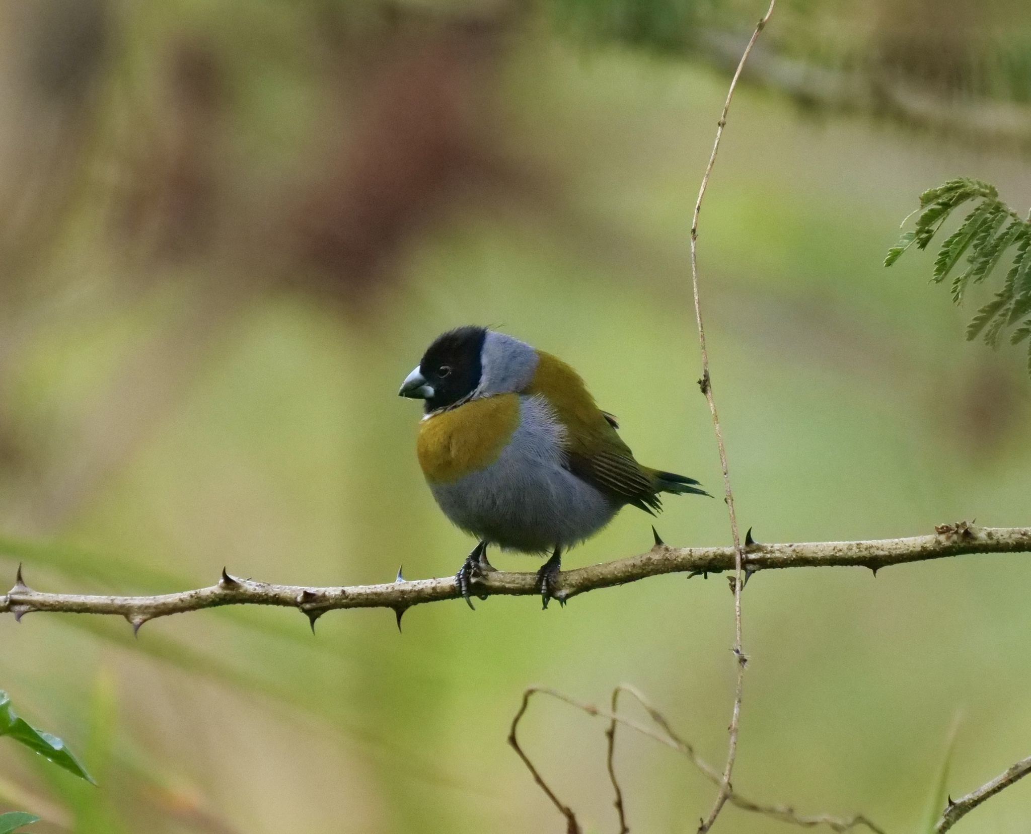 White-collared Oliveback illustration