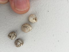 Praticolella berlandieriana