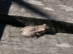 Litoria adelaidensis