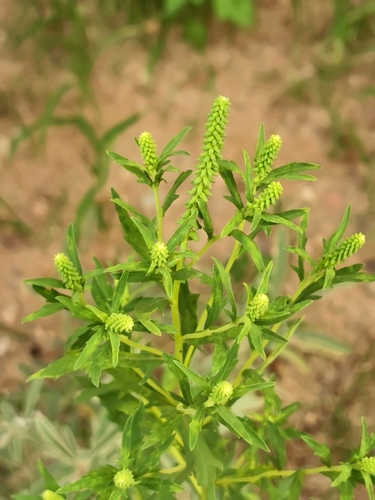 Peruvian Ragweed (Ambrosia peruviana)