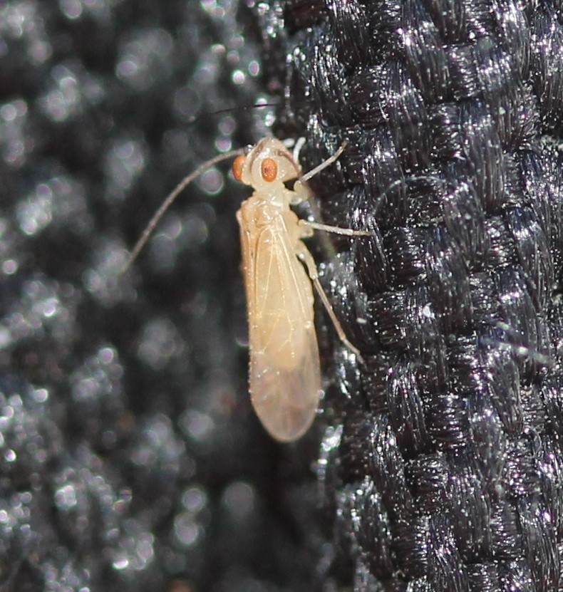 Bark lice