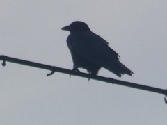 Corvus corone