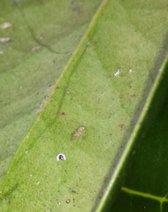 Caeciliusidae