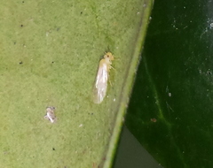 Caeciliusidae