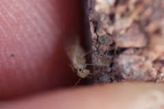 Caeciliusidae