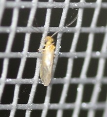 Caeciliusidae